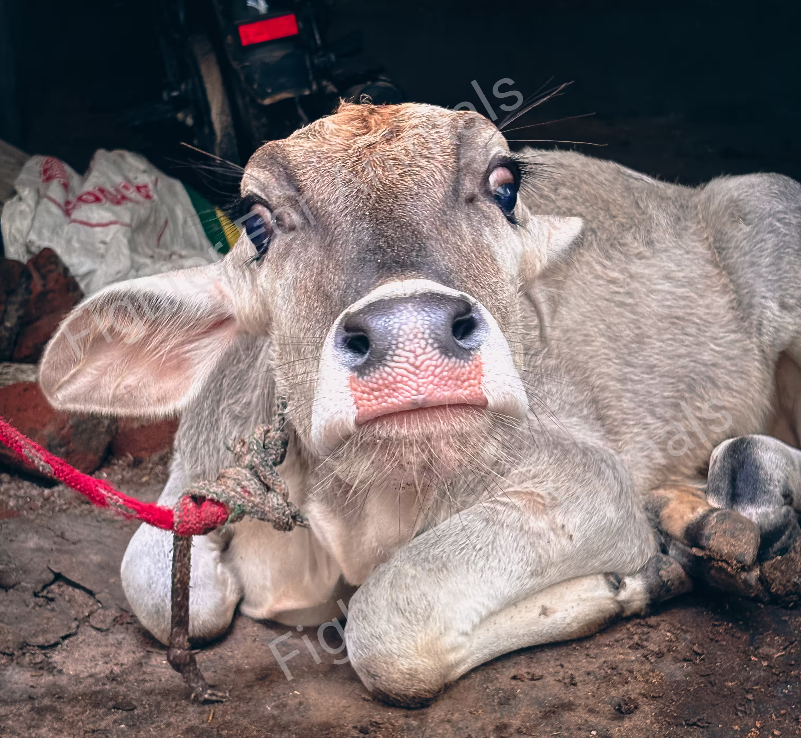 Buffaloes and cows in Delhi Dairy Farms