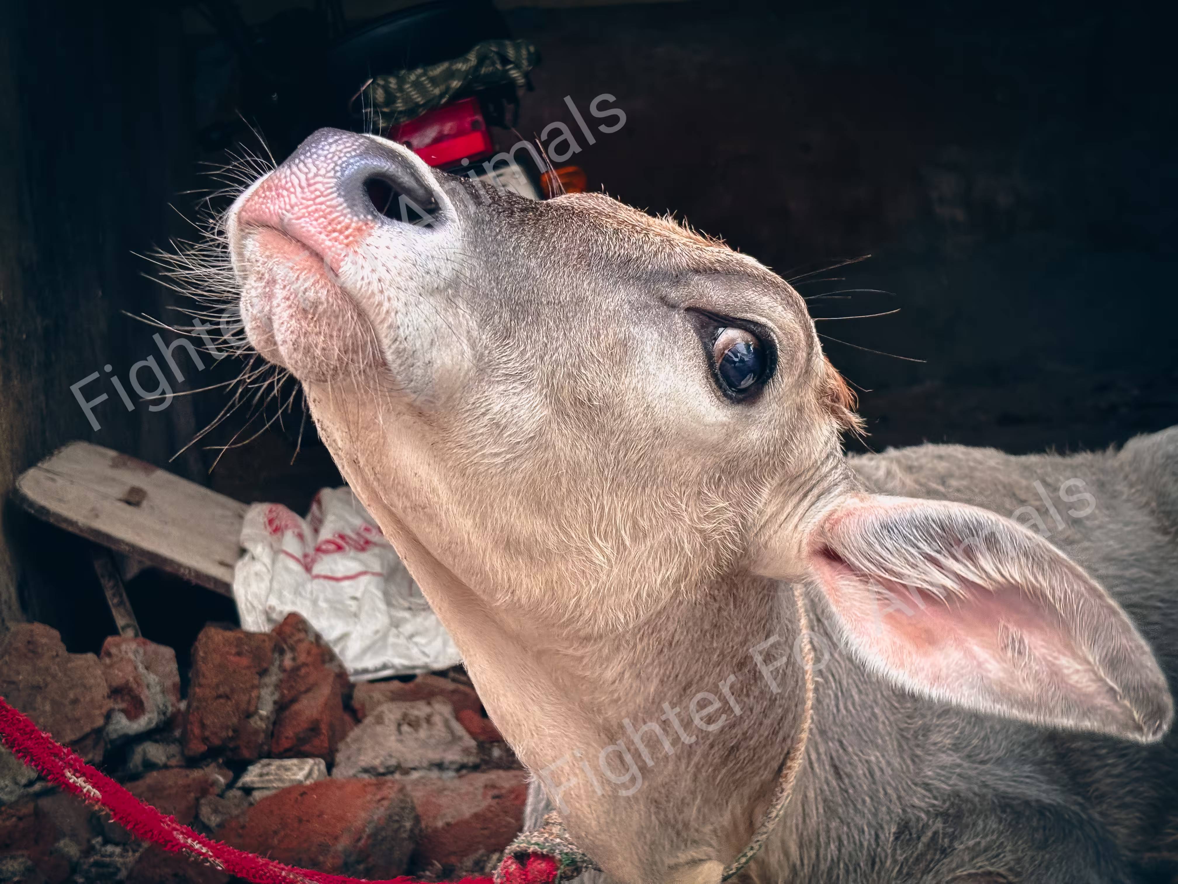 Buffaloes and cows in Delhi Dairy Farms