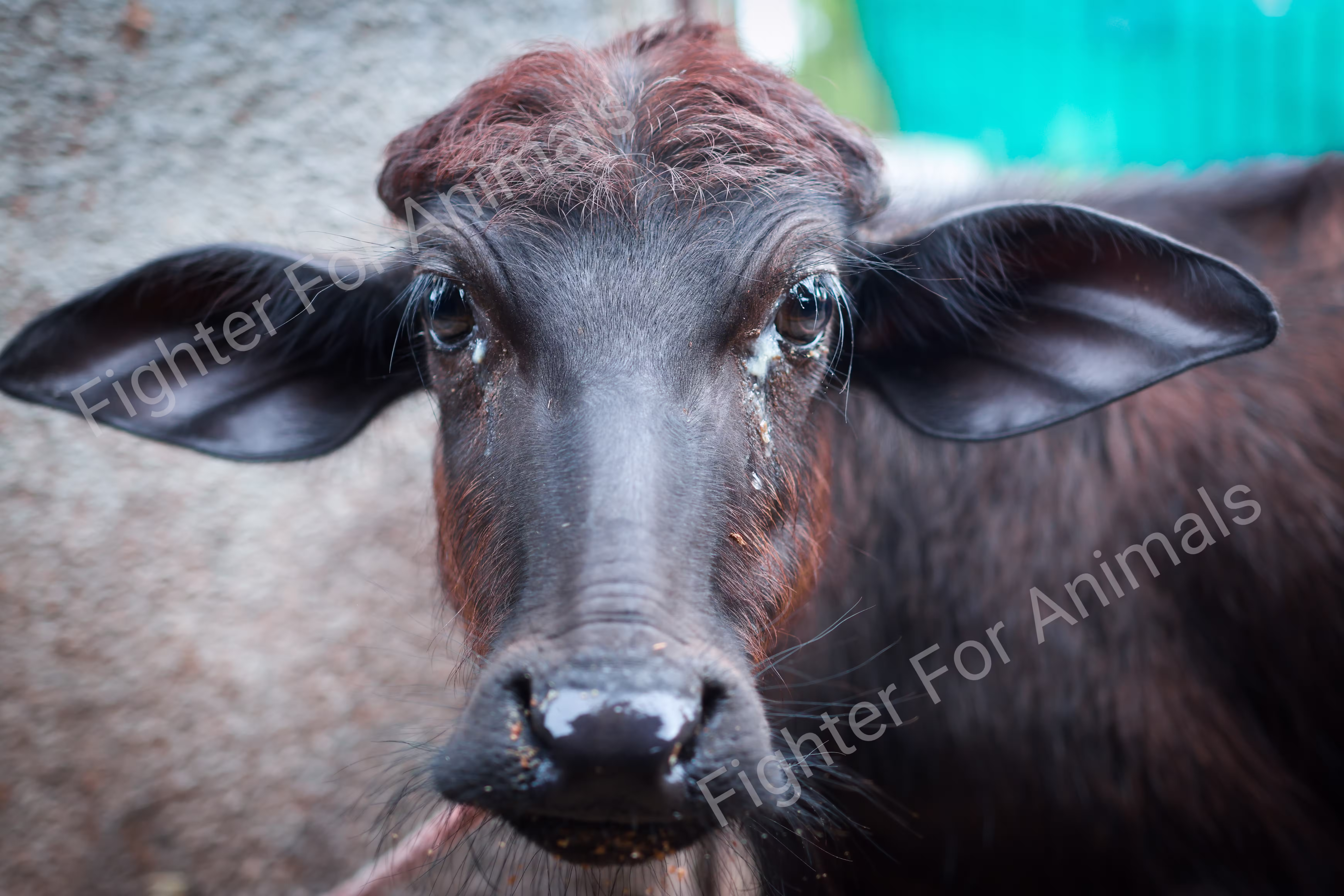 Buffaloes in Indian Dairy Farms
