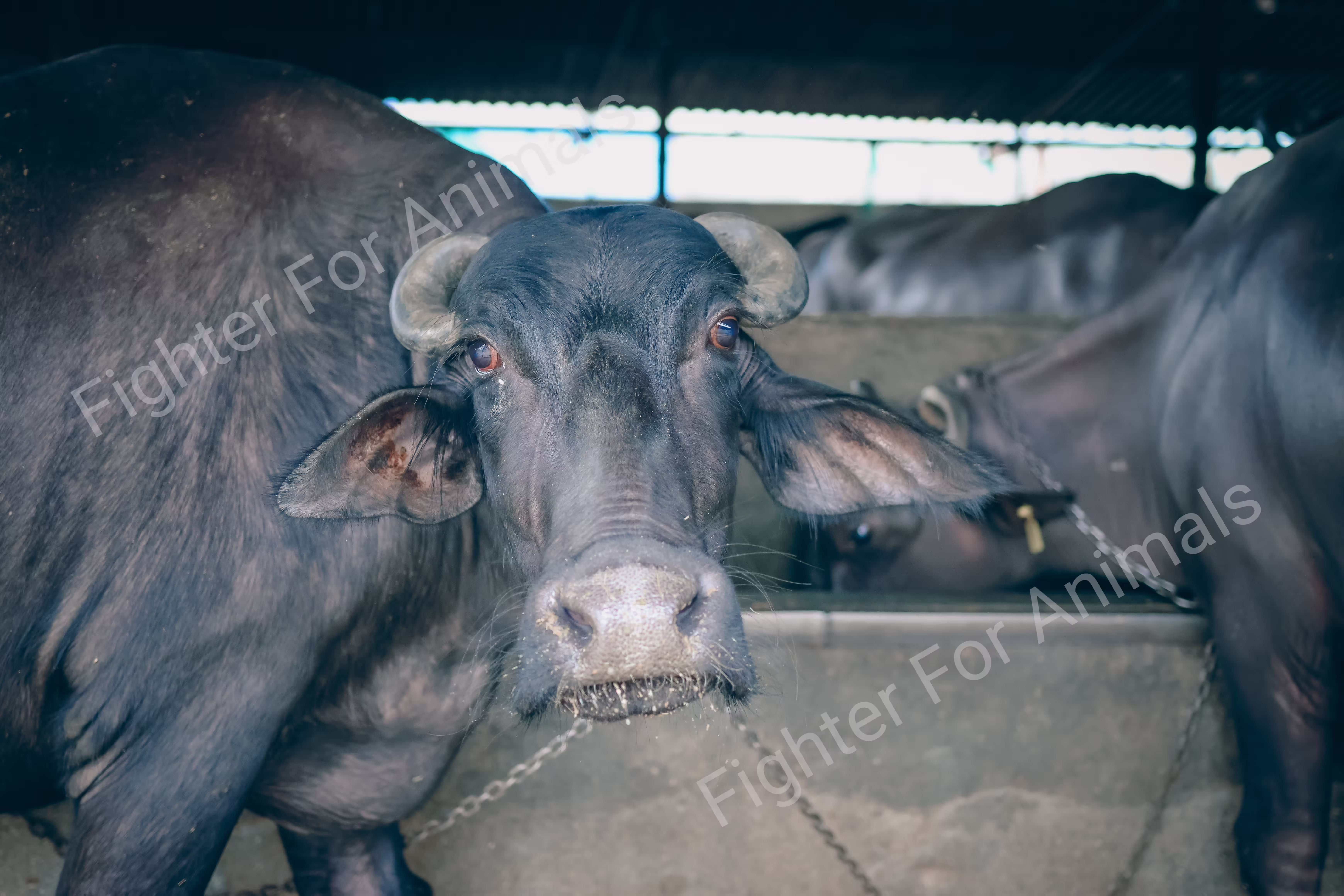 Cows and Buffaloes in Pune Dairy Farms
