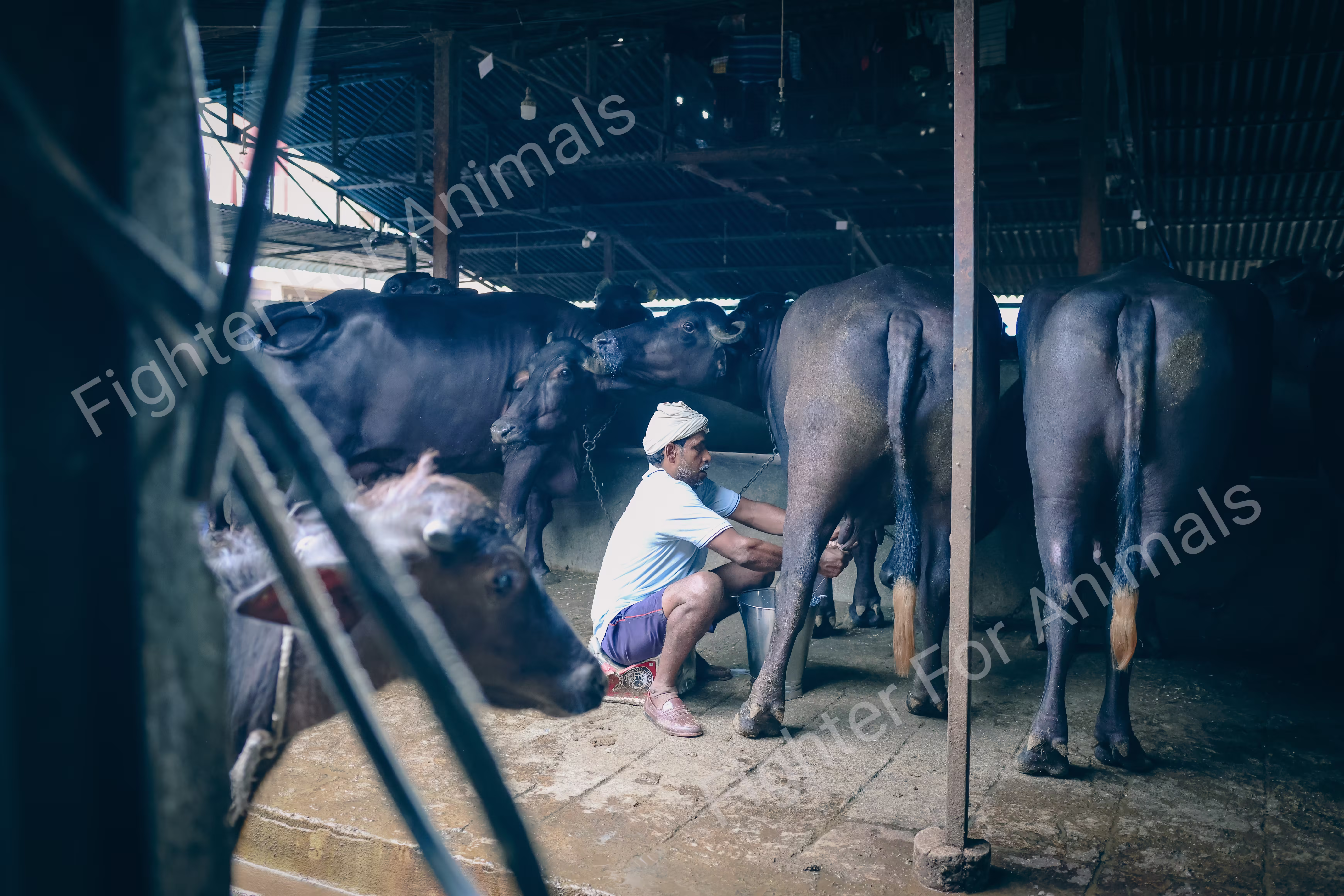 Cows and Buffaloes in Pune Dairy Farms
