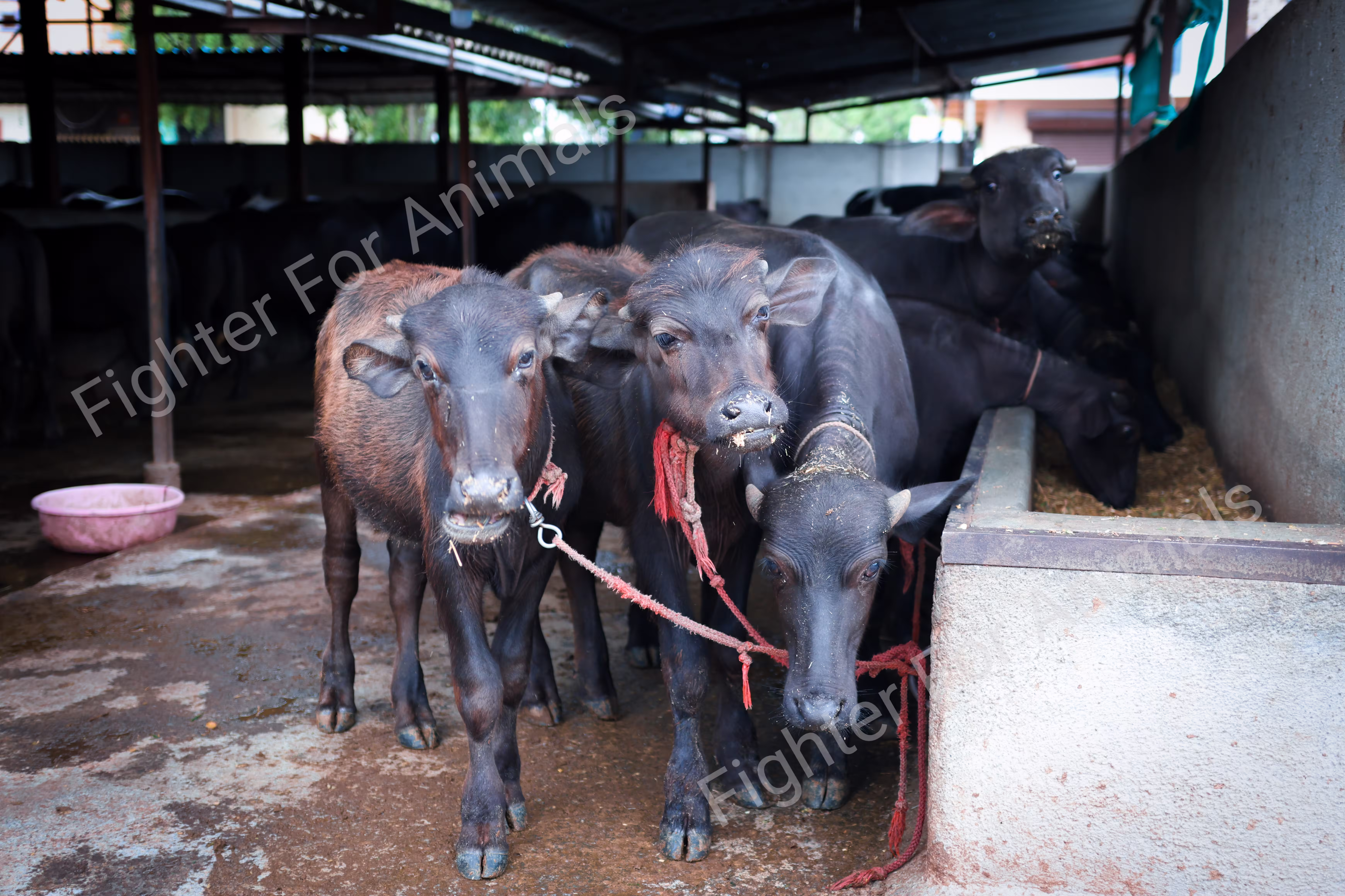 Cows and Buffaloes in Pune Dairy Farms