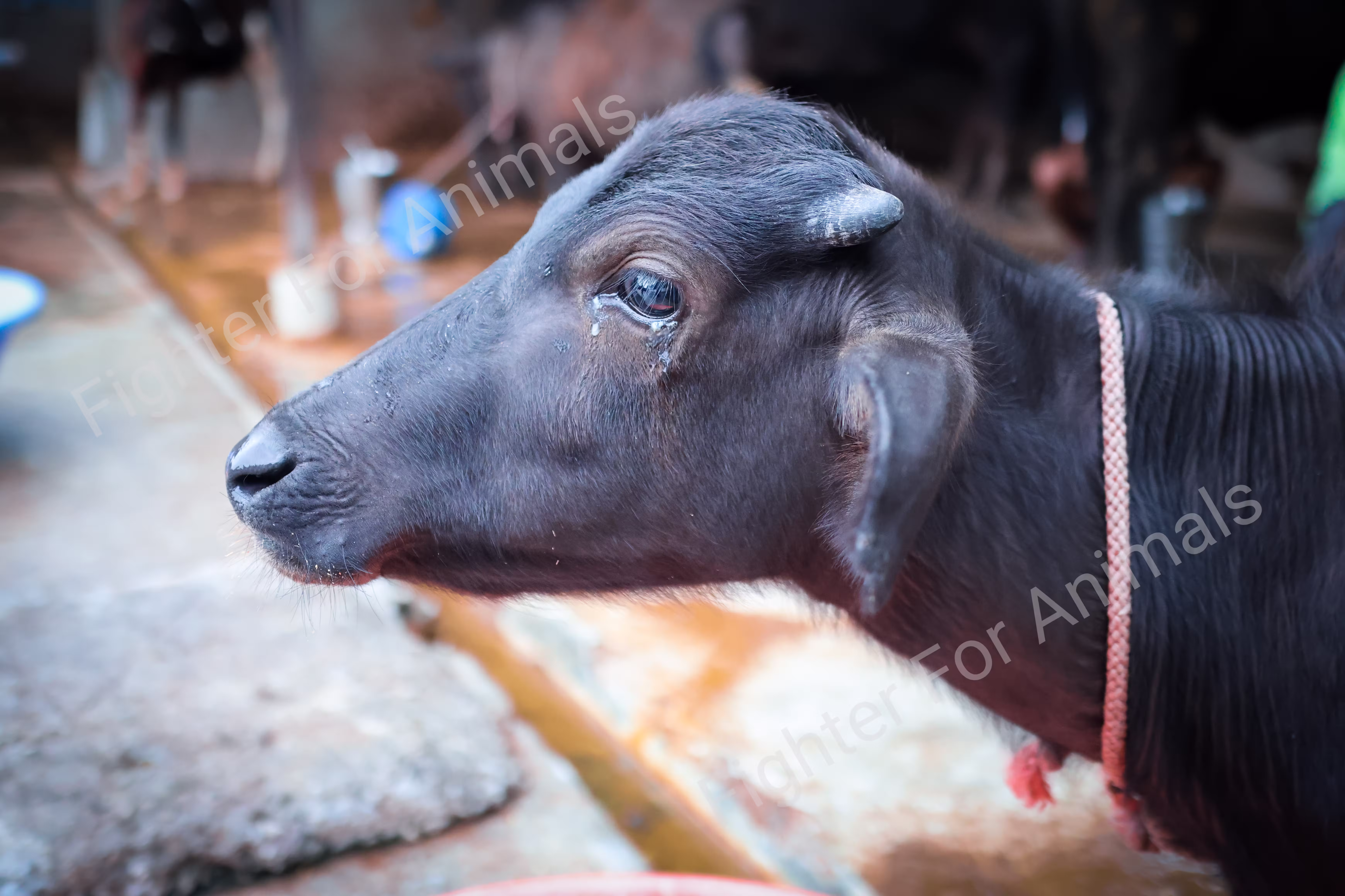 Cows and Buffaloes in Pune Dairy Farms