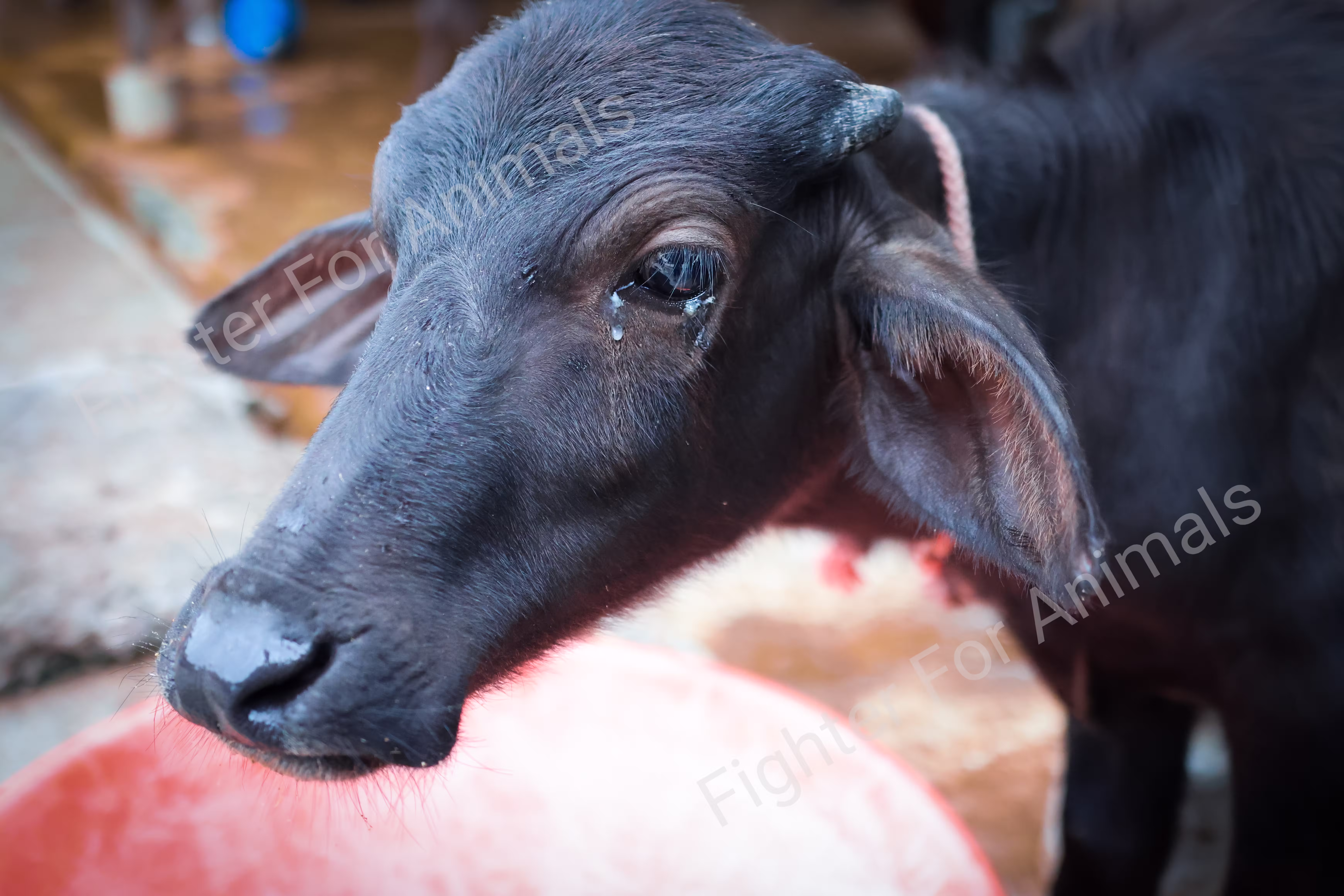 Cows and Buffaloes in Pune Dairy Farms