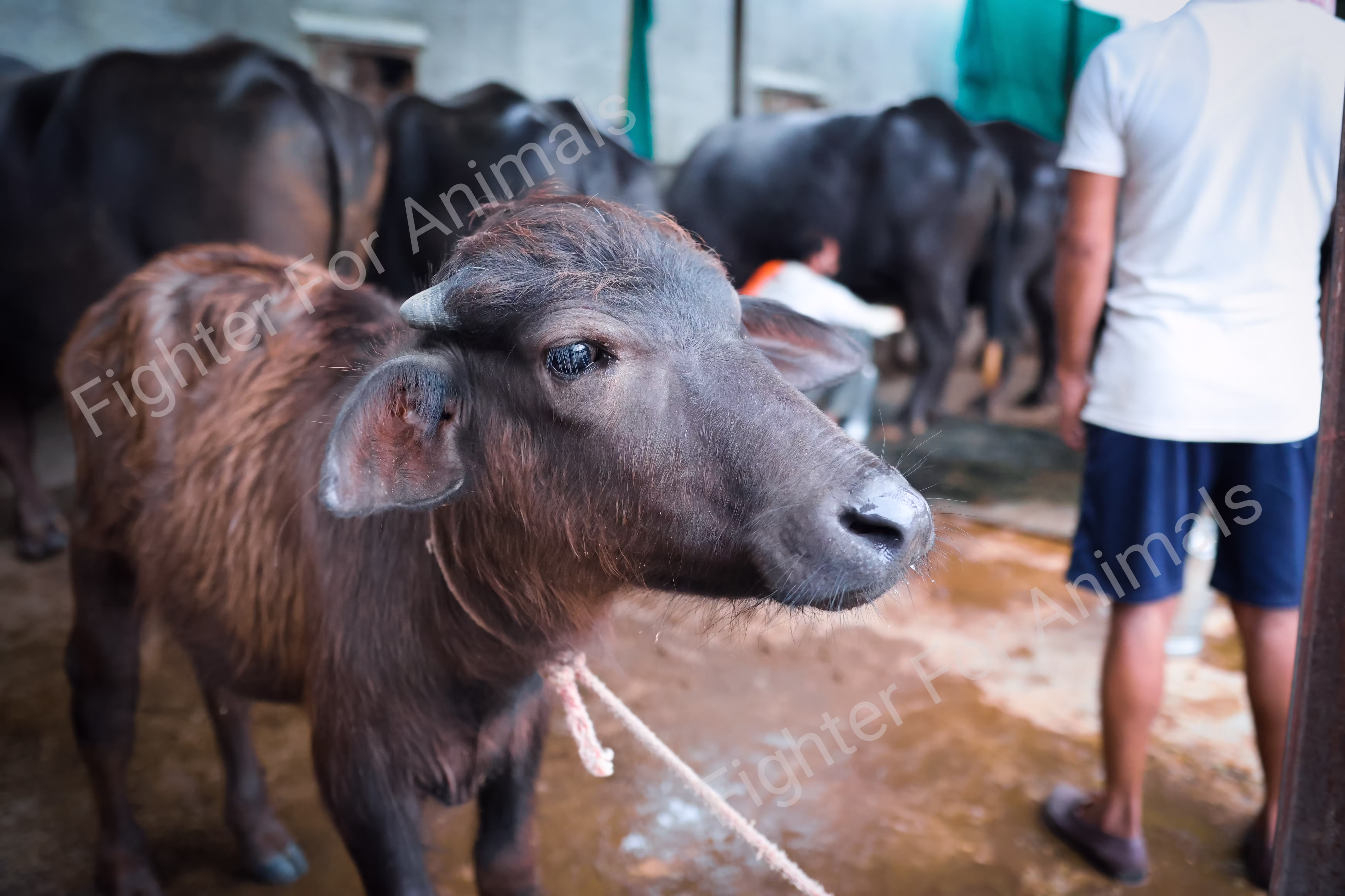 Cows and Buffaloes in Pune Dairy Farms